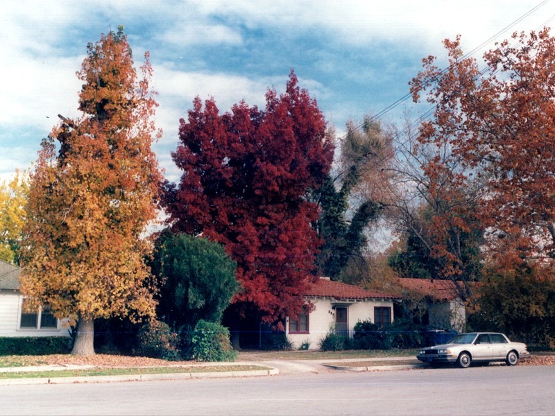 Bakersfield, CA: Bakersfield Fall Color