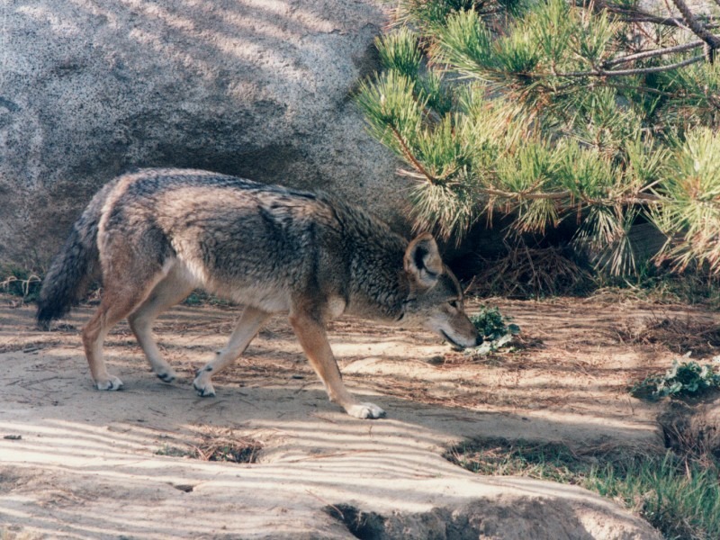 Bakersfield, CA: Coyote at C.A.L.M.