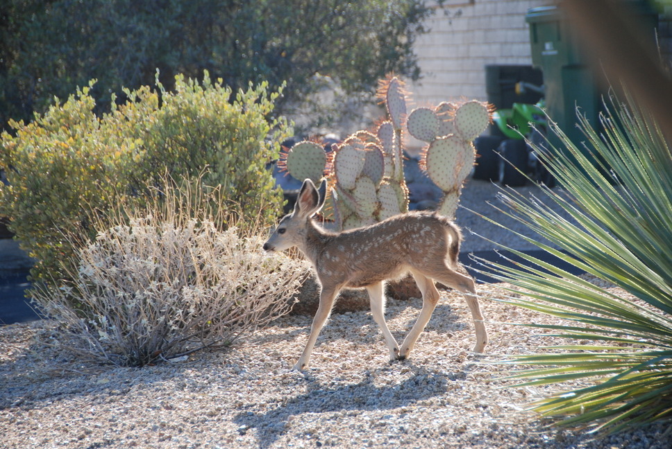Carefree, AZ: Local wildlife