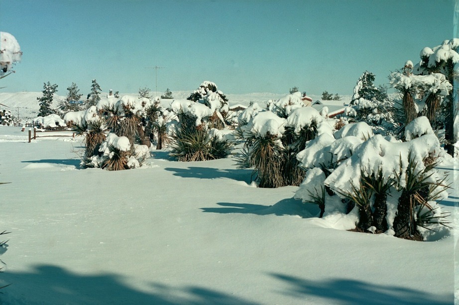 Yucca Valley, CA: Snow on the yucca plants