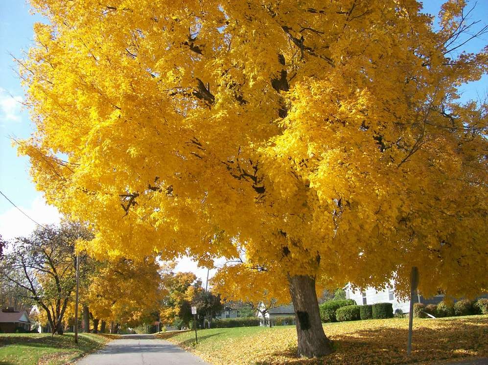 Mount Pleasant, IA: Fall colors