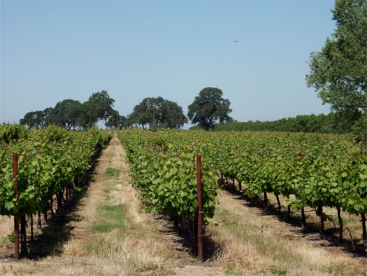 Lodi, CA: Vine yard and valley oaks just East of Lodi