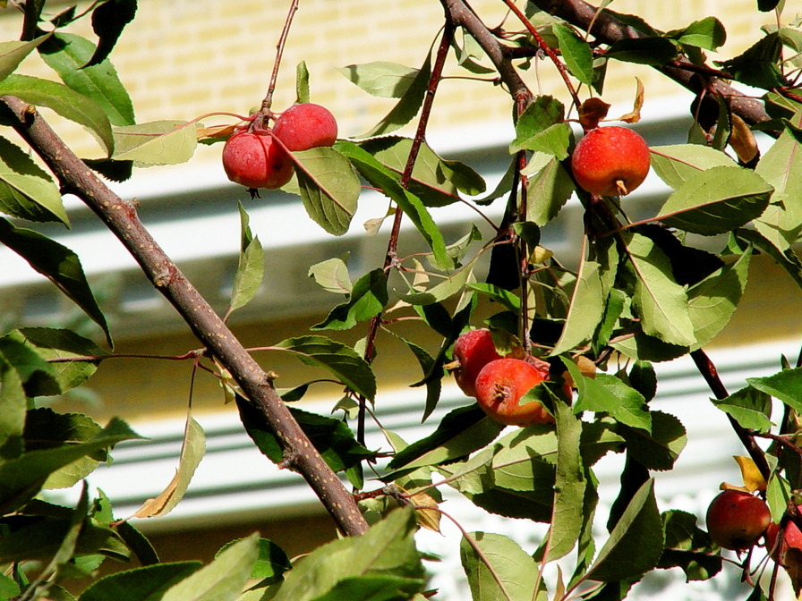 Ephraim, UT: Apples growing on Main Street in Ephraim