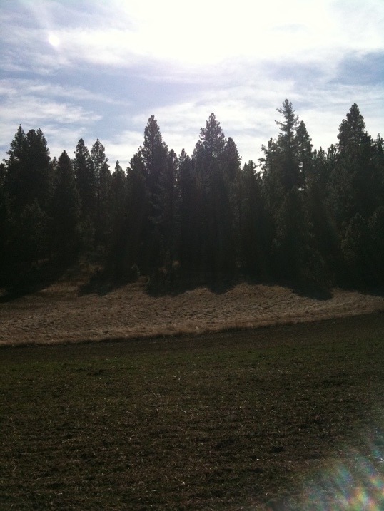 Moscow, ID: Gorgeous Palouse forest and farmland