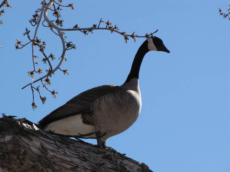 Carson City, NV: Canadian Goose on a Silver Maple tree in downtown Carson City, Nevada