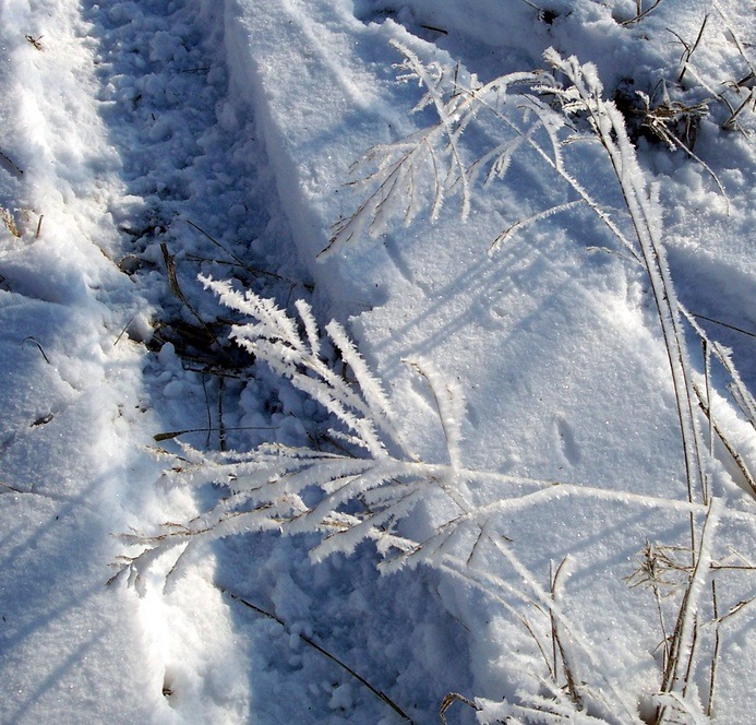 Logansport, IN: Feathery Beauty - Frozen Fog on a weed (2/13/2010)