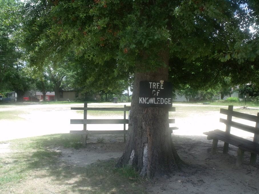 Broxton, GA: the tree of knowledge