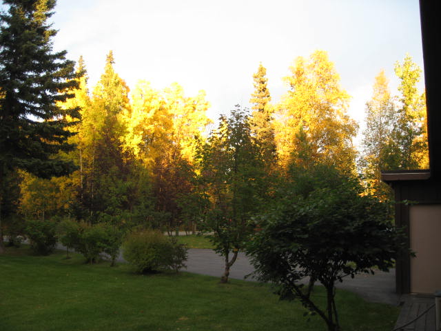 Wasilla, AK: Fall Colors in Wasilla, Alaska