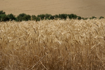 Walla Walla, WA: Walla Walla Wheat Harvest