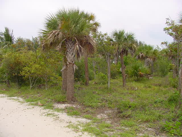 Sanibel, FL : Palm Trees near Blind Pass