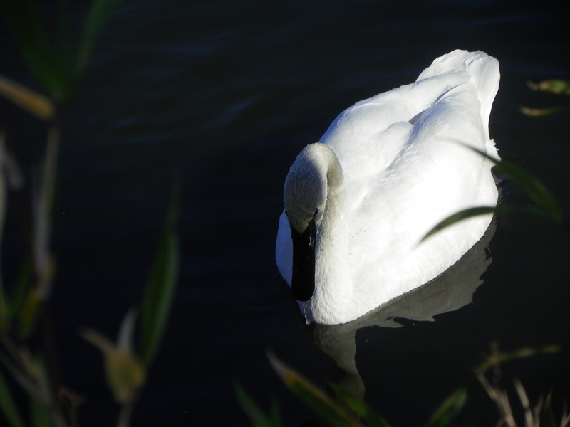 Heber Springs, AR: trumpeter swan on magness lake in heber springs arkansas