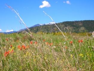 Colorado City, CO: Mountain Flowers at Lago Vistas in Colorado City