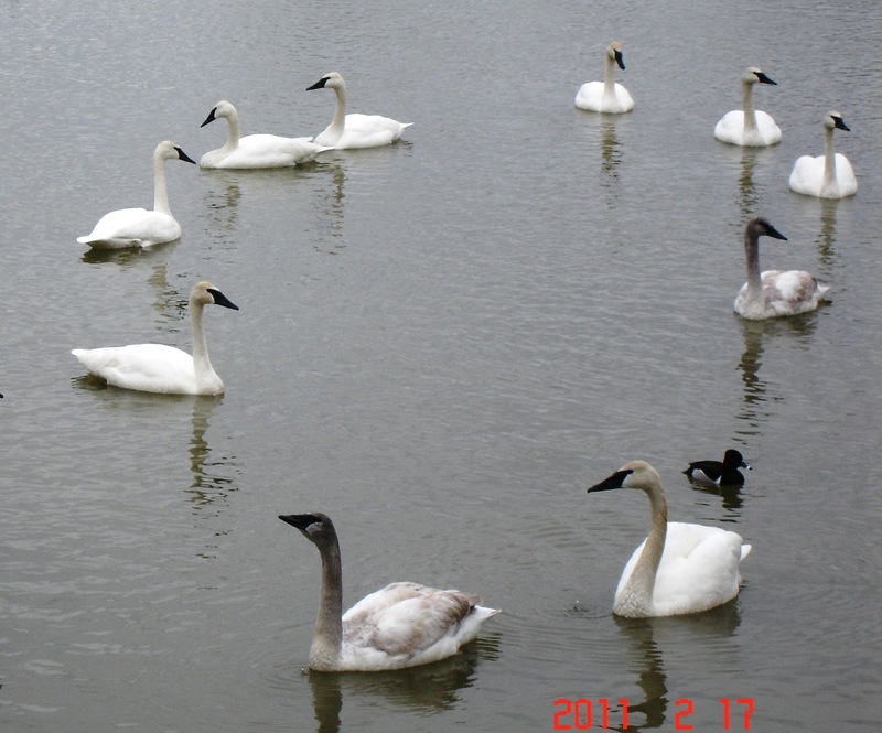 Heber Springs, AR: Swans on Magness Lake