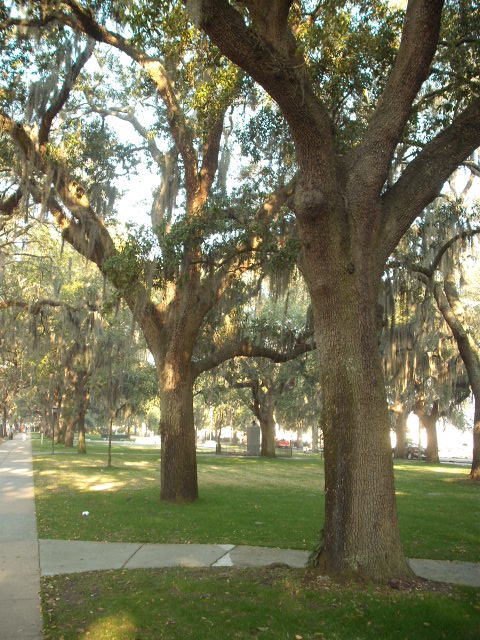 Savannah, GA: Trees