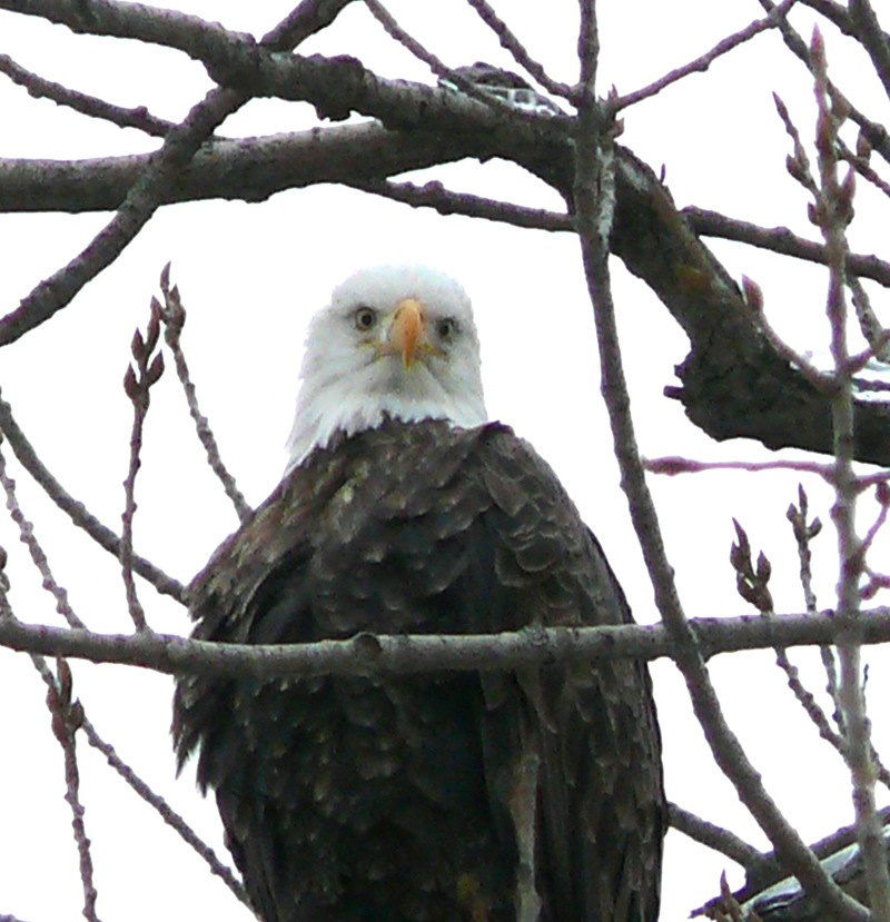 Clarksville, MO : Eagle by Post Office photo, picture, image (Missouri