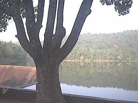 Wilburton, OK: Calm Waters - Big Tree by the Dam