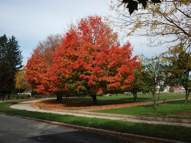 Latrobe, PA: Fall at Legion Keener Park