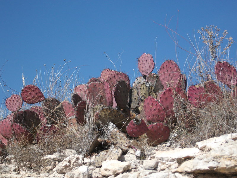 McCamey, TX: Colorful Cactus on Kings Mountain