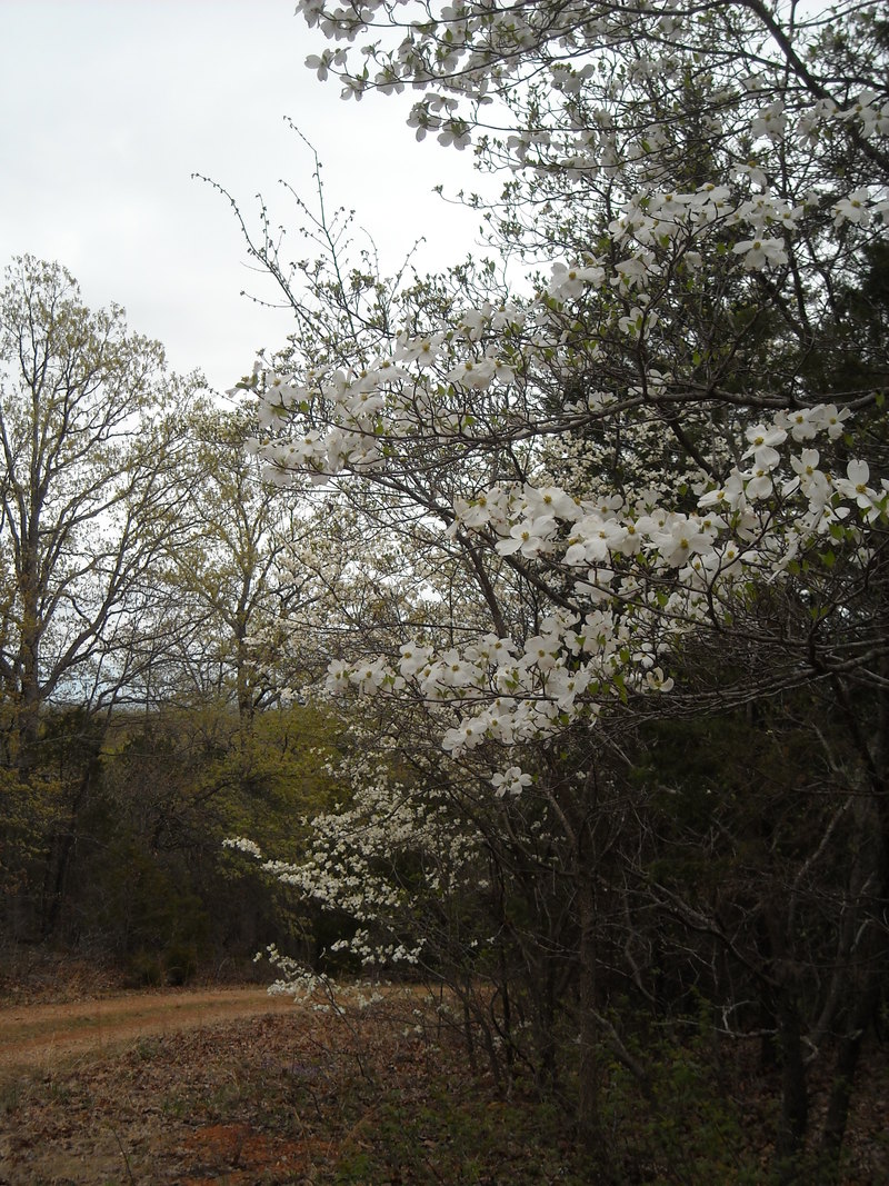 Bonne Terre, MO: Spring Dogwood