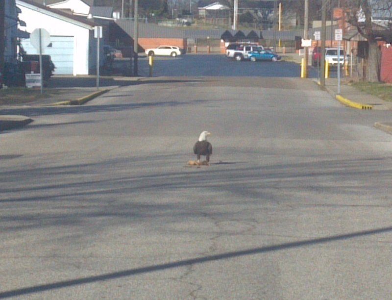 Boonville, IN: Bald eagle having lunch on the streets of Boonville near Boonville High School