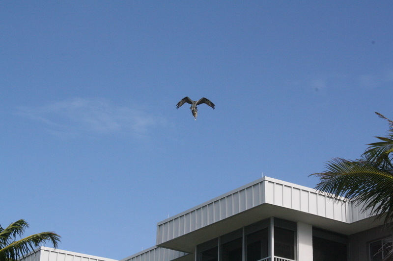 Sanibel Island, FL: Bird with Fish