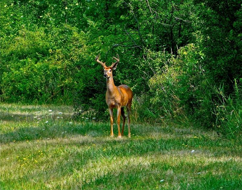 Seneca Falls, NY: Velvet horned young buck in Seneca alls N.Y.