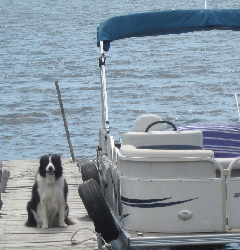 Norton Shores, MI: Quinn, our dog, waiting for a pontoon ride on Mona Lake