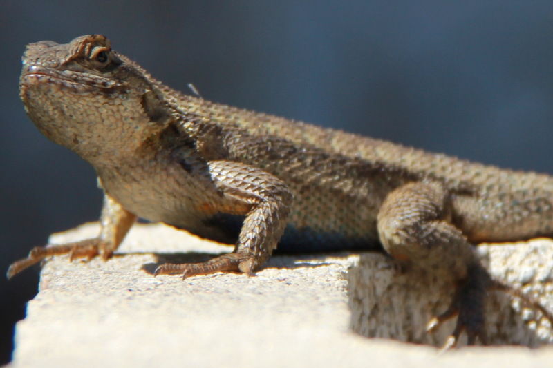 Oak View, CA: Lizard