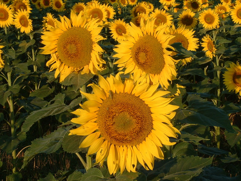 Goodland, KS: sunflowers in kansas