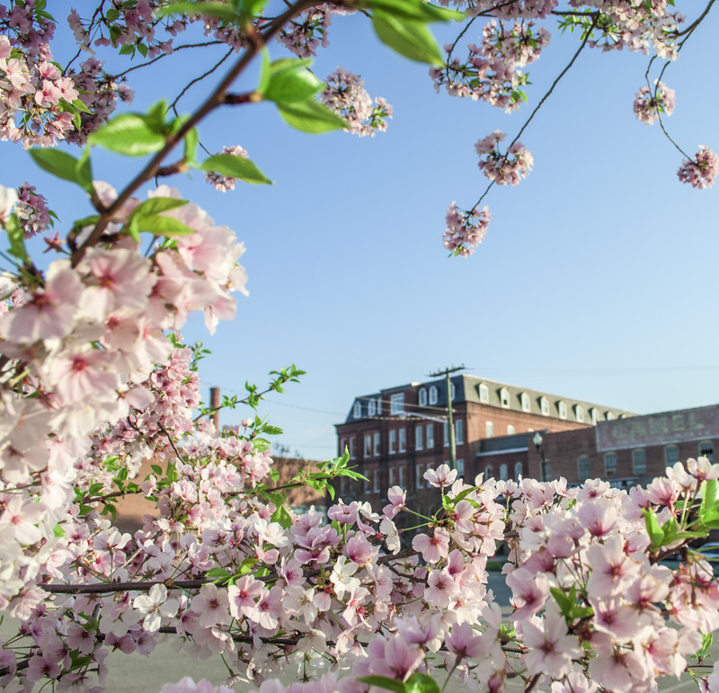 Danville, VA : River District - Tobacco Warehouse District Cherry Blossoms Danville Virginia