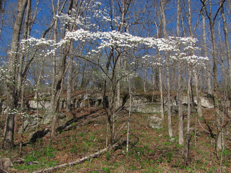 Ava, MO: Dogwood trees in springtime