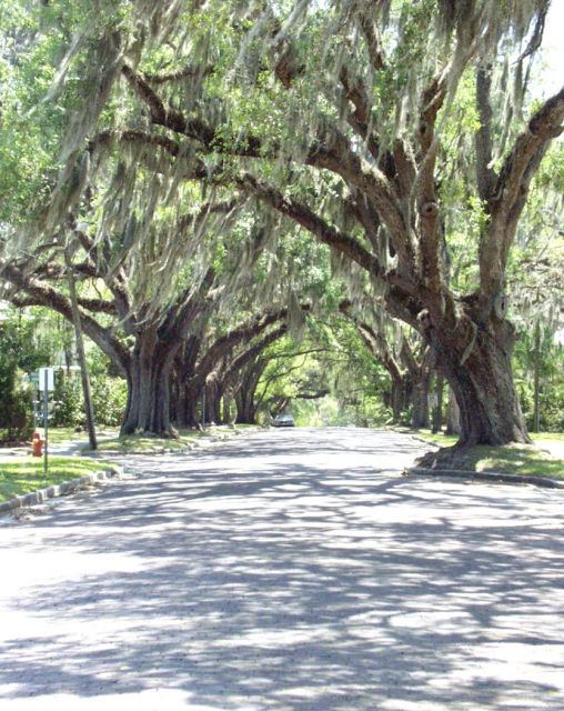 Brooksville, FL: Historic South Brooksville Avenue's majestic oaks