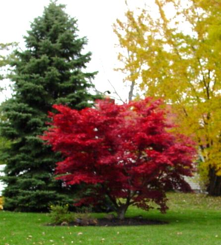 Cornwall, NY : CORNWALL, NEW YORK FALL COLORS !
