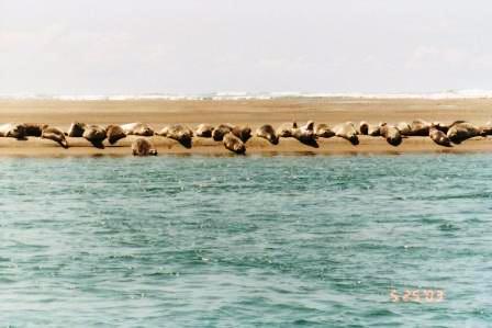Netarts, OR : Seals Resting on the Netarts spit
