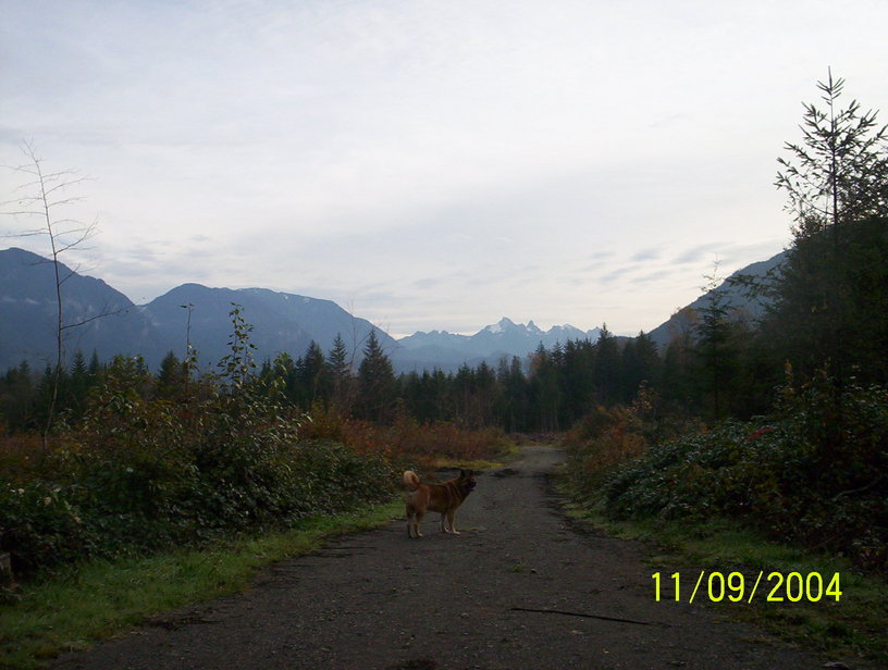 Gold Bar, WA : Off a logging road - My NuNus (He's beautiful too !) !