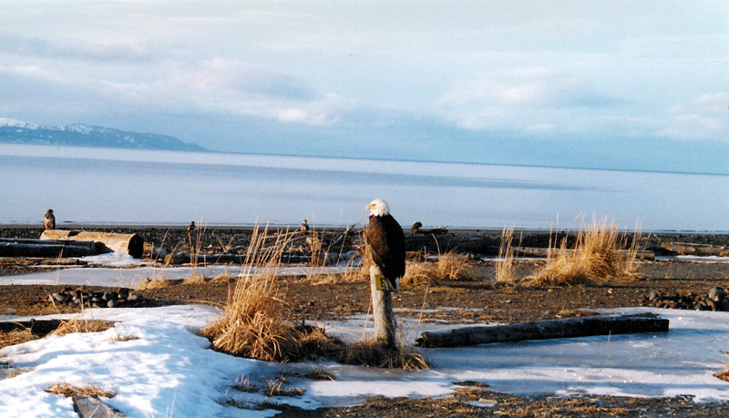 Homer, AK : Eagle on the Homer Spit
