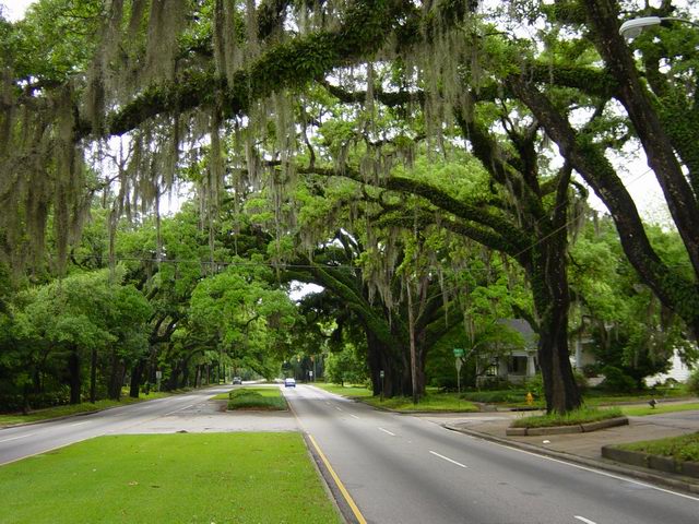 Mobile, AL : Springhill Ave Mobile Al. photo, picture, image (Alabama