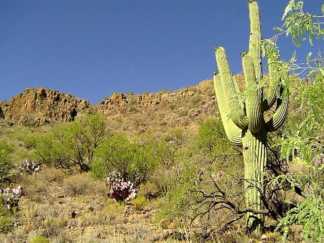 Tucson, AZ: Tucson Sonoran desert