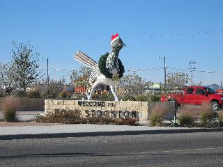 Fort Stockton, TX : Fort Stockton - Road Runner