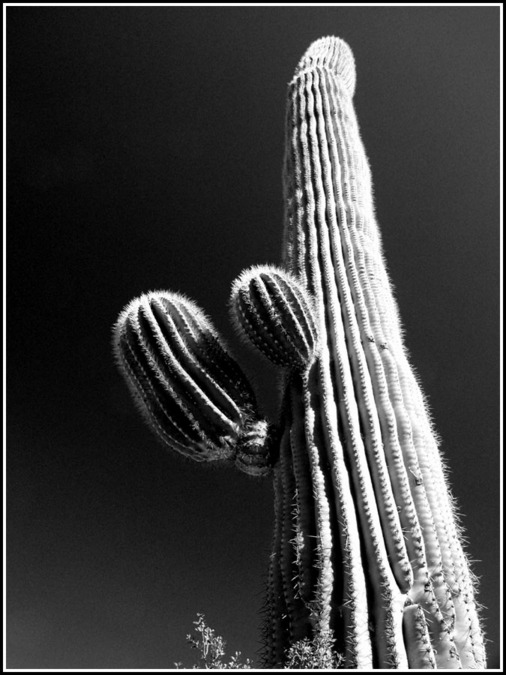 Tucson, AZ : The mighty saguaro, a giant desert plant unique to the Tucson area.