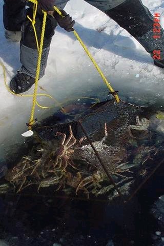 Nome, AK : CHECKING CRAB POTS ON BERING SEA IN MARCH
