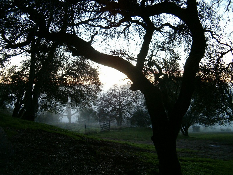 Shingle Springs, CA: Sunset with fog rolling up the hills.