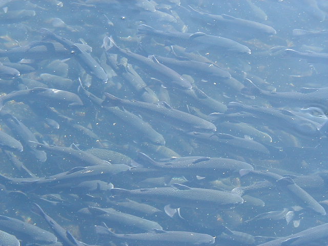 Branson, MO : Salmon at Fish Hatchery near Branson ...