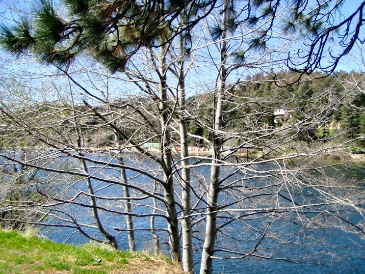 Crestline, CA : Lake Gregory through a tree