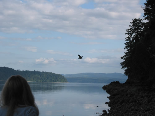 Brinnon, WA : Eagle flying on Hood Canal, Brinnon
