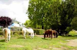 Ramona, CA : HORSES ... A VERY FAMILIAR SIGHT IN RAMONA