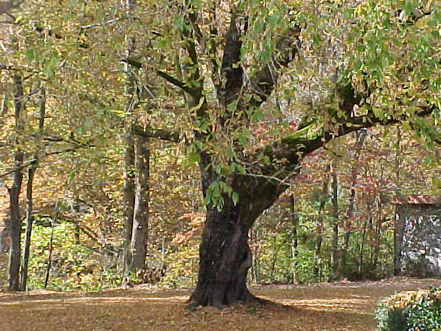 Andrews, NC : Autumn in Andrews