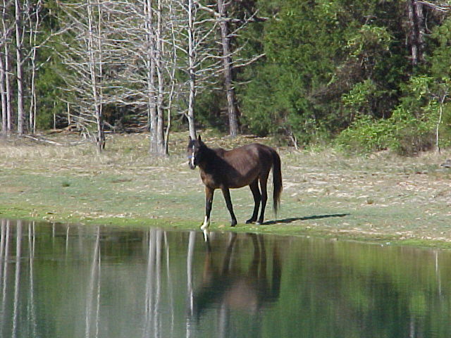 Edom, TX : Shadow Ranch