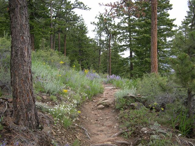 Estes Park, CO: Mountain Trail in Loveland