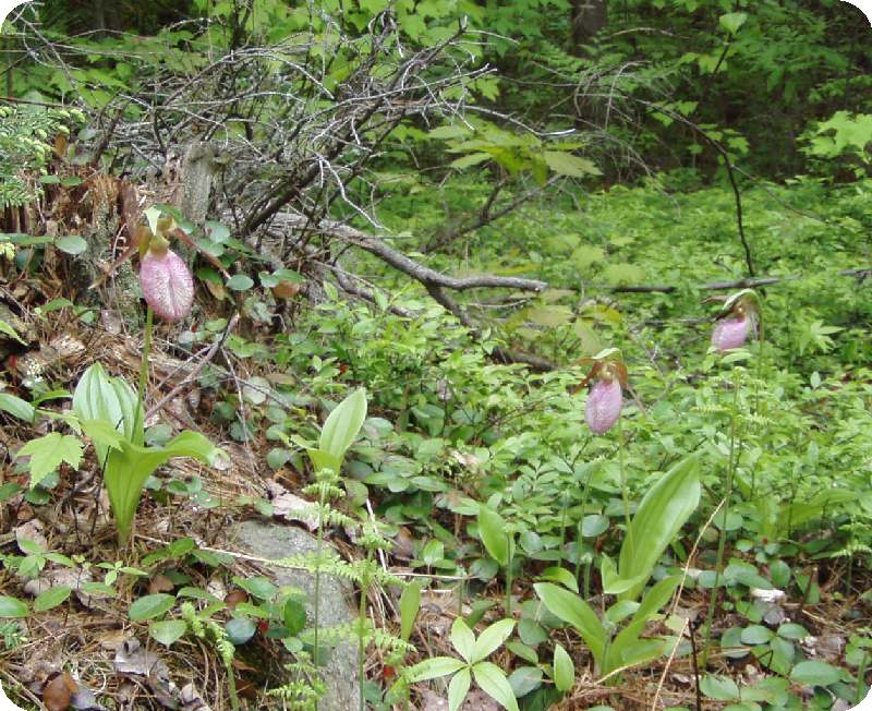 Strafford, NH: Lady Slippers in forest